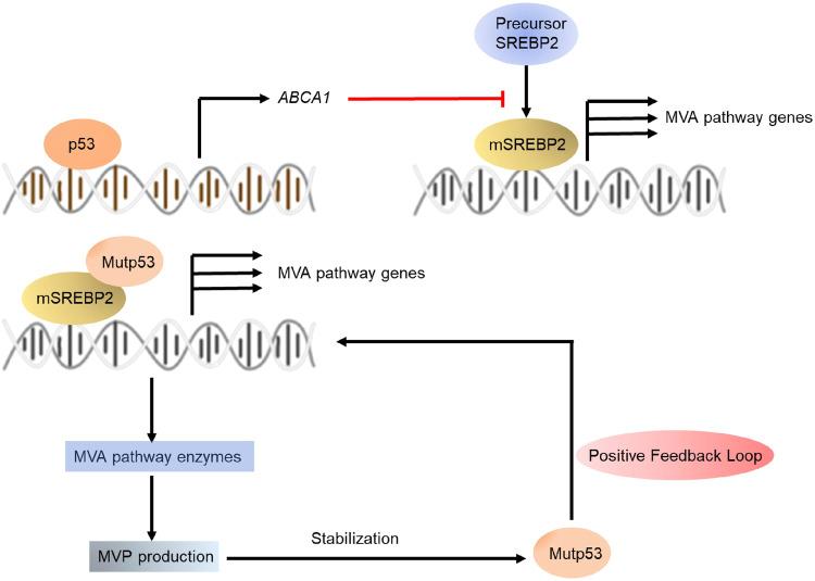 https://cdn.ncbi.nlm.nih.gov/pmc/blobs/8bc9/10545798/e3ab6c3b9809/12276_2023_1079_Fig7_HTML.jpg