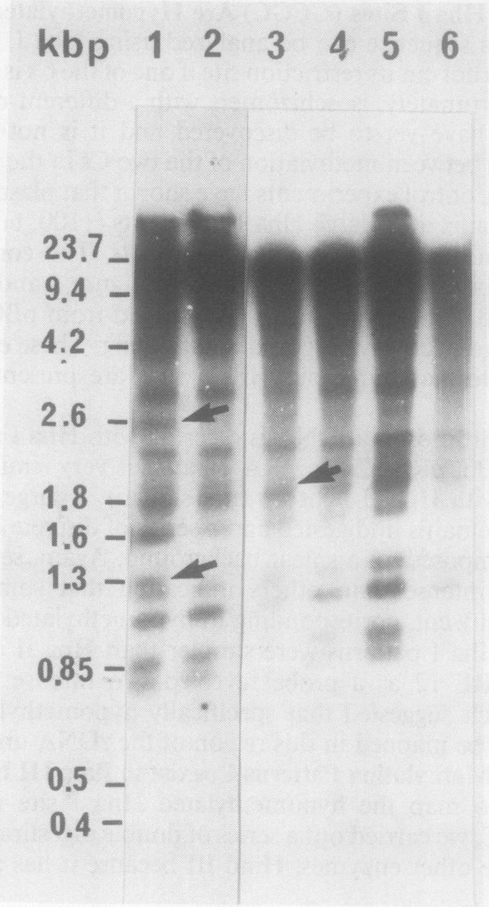 https://cdn.ncbi.nlm.nih.gov/pmc/blobs/8bcd/1064345/139d6fa392fd/plntphys00581-0086-a.jpg