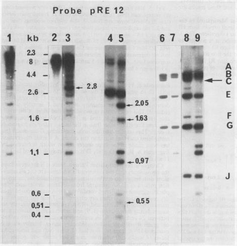 https://cdn.ncbi.nlm.nih.gov/pmc/blobs/8bcd/1064345/4f905f933d00/plntphys00581-0085-a.jpg