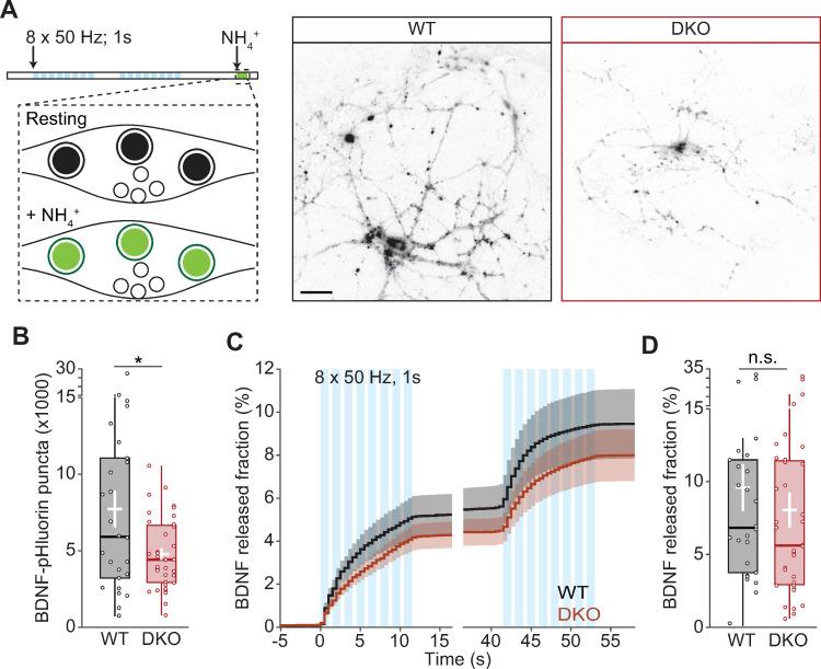 https://cdn.ncbi.nlm.nih.gov/pmc/blobs/8bcd/7447270/d0496093c45a/pbio.3000826.g002.jpg