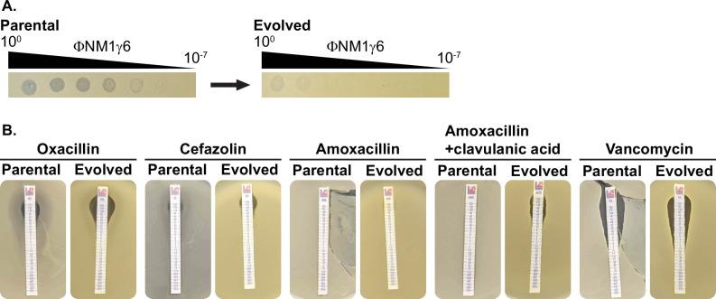 https://cdn.ncbi.nlm.nih.gov/pmc/blobs/8bce/12245174/02943f32093e/elife-102743-fig2-figsupp3.jpg