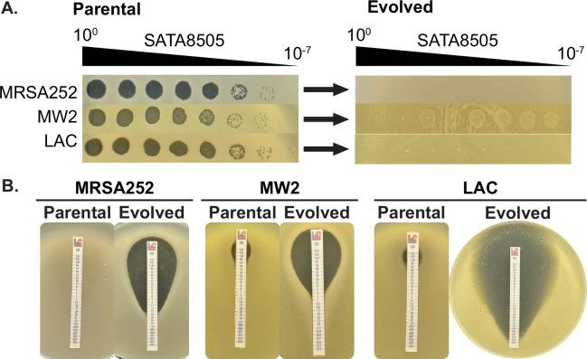 https://cdn.ncbi.nlm.nih.gov/pmc/blobs/8bce/12245174/44879e9078bb/elife-102743-fig2-figsupp4.jpg
