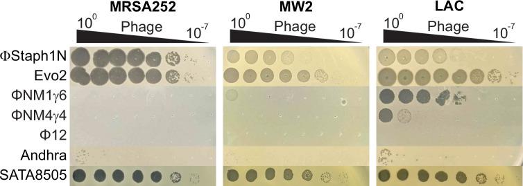 https://cdn.ncbi.nlm.nih.gov/pmc/blobs/8bce/12245174/9dbe62d2f655/elife-102743-fig1-figsupp1.jpg