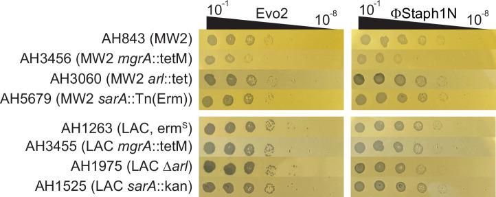 https://cdn.ncbi.nlm.nih.gov/pmc/blobs/8bce/12245174/ab9c965e8b16/elife-102743-fig3-figsupp2.jpg