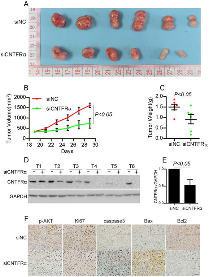 https://cdn.ncbi.nlm.nih.gov/pmc/blobs/8bd8/5539284/421babe326fe/41598_2017_7124_Fig6_HTML.jpg