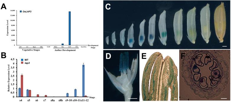 https://cdn.ncbi.nlm.nih.gov/pmc/blobs/8bdd/11789761/b9a2321a97ad/fpls-15-1508828-g009.jpg