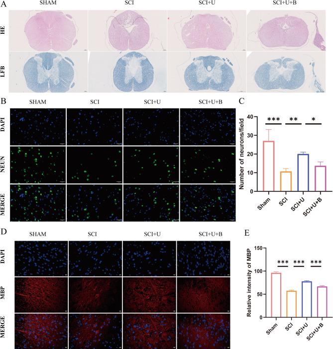 https://cdn.ncbi.nlm.nih.gov/pmc/blobs/8bdf/11364804/06c29e595f96/41598_2024_70926_Fig5_HTML.jpg