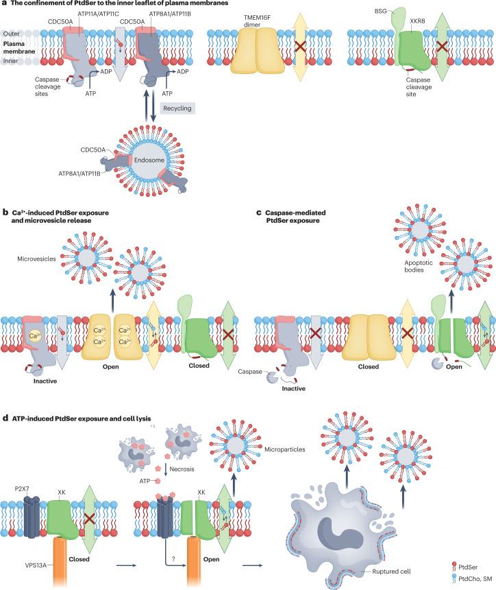 https://cdn.ncbi.nlm.nih.gov/pmc/blobs/8be2/10134735/4f890c817af1/41580_2023_604_Fig2_HTML.jpg