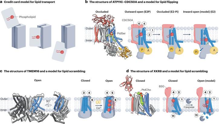 https://cdn.ncbi.nlm.nih.gov/pmc/blobs/8be2/10134735/6cf072cddc97/41580_2023_604_Fig3_HTML.jpg