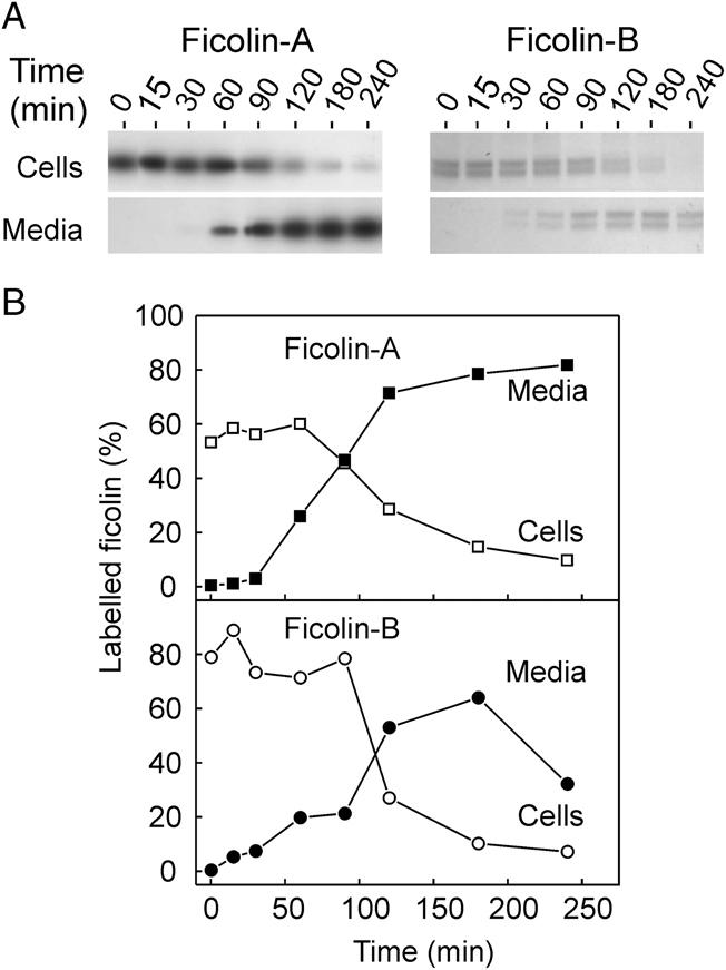 https://cdn.ncbi.nlm.nih.gov/pmc/blobs/8be2/3179595/06512a6c2f38/eji0041-0214-f1.jpg