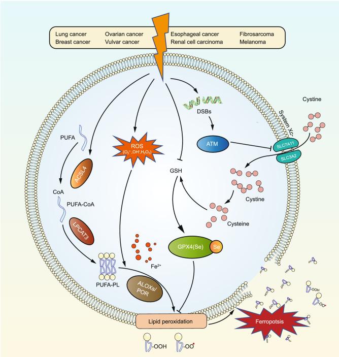 https://cdn.ncbi.nlm.nih.gov/pmc/blobs/8be3/8563889/71d8bbaf62f4/13238_2021_841_Fig2_HTML.jpg
