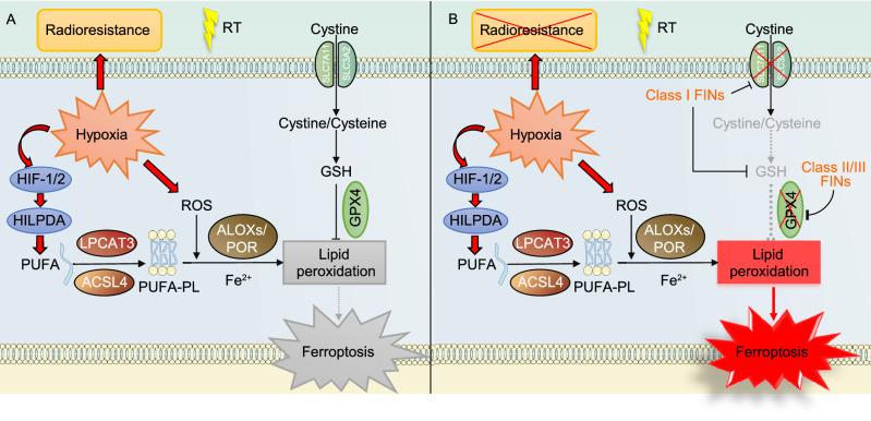 https://cdn.ncbi.nlm.nih.gov/pmc/blobs/8be3/8563889/b78d9b126d4b/13238_2021_841_Fig5_HTML.jpg