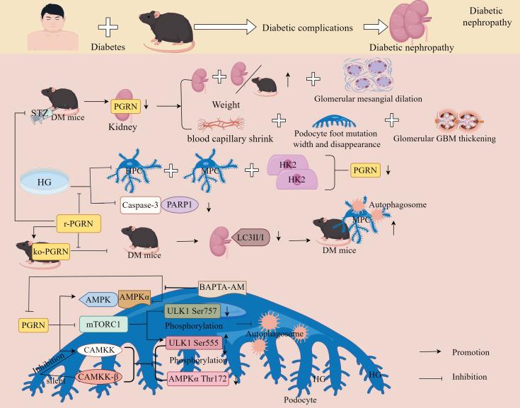https://cdn.ncbi.nlm.nih.gov/pmc/blobs/8be8/12021630/29187c8e5228/fendo-16-1553794-g010.jpg