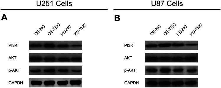 https://cdn.ncbi.nlm.nih.gov/pmc/blobs/8be8/8349315/1872f065e4b3/12031_2021_1832_Fig4_HTML.jpg
