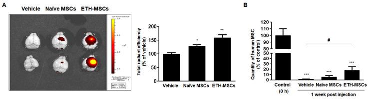 https://cdn.ncbi.nlm.nih.gov/pmc/blobs/8beb/7583833/b82e95dd1222/ijms-21-07013-g005.jpg