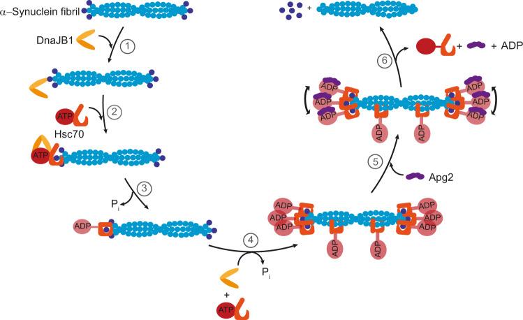 https://cdn.ncbi.nlm.nih.gov/pmc/blobs/8beb/8516981/43e2e9b26bc1/41467_2021_25966_Fig6_HTML.jpg