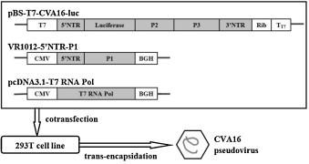 https://cdn.ncbi.nlm.nih.gov/pmc/blobs/8bee/7112850/5bbab52df3a1/gr1.jpg