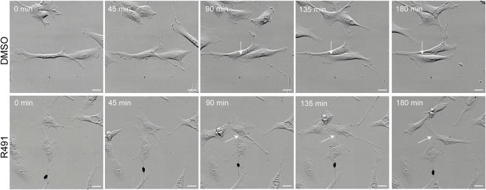 https://cdn.ncbi.nlm.nih.gov/pmc/blobs/8bf6/9723350/78625e468c48/fcell-10-926283-g005.jpg