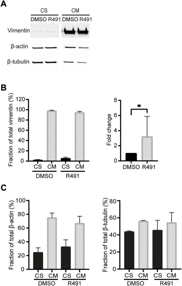 https://cdn.ncbi.nlm.nih.gov/pmc/blobs/8bf6/9723350/806997531a5a/fcell-10-926283-g003.jpg
