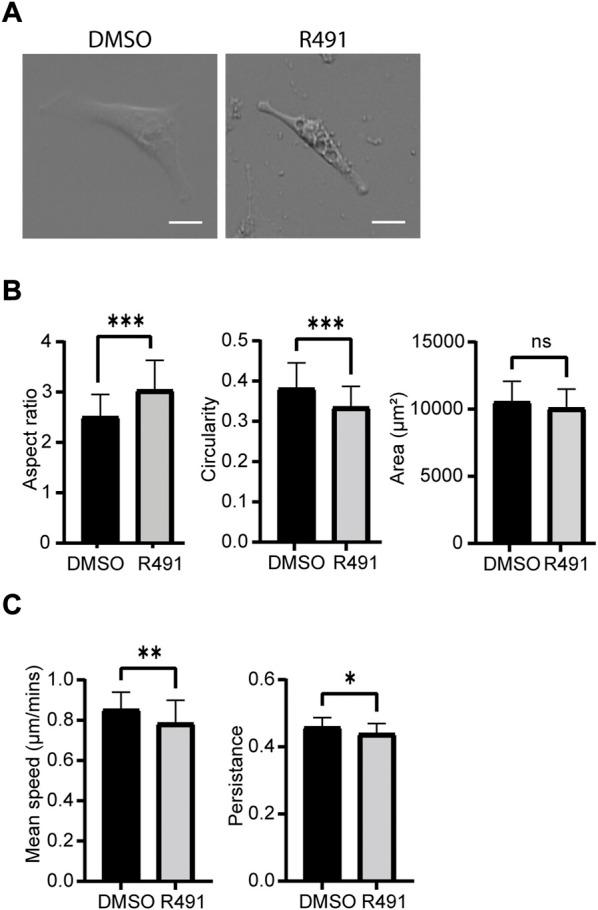https://cdn.ncbi.nlm.nih.gov/pmc/blobs/8bf6/9723350/a50420b230b1/fcell-10-926283-g004.jpg
