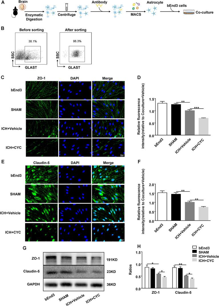 https://cdn.ncbi.nlm.nih.gov/pmc/blobs/8bf8/7747855/83472aa66556/fncel-14-575690-g0005.jpg
