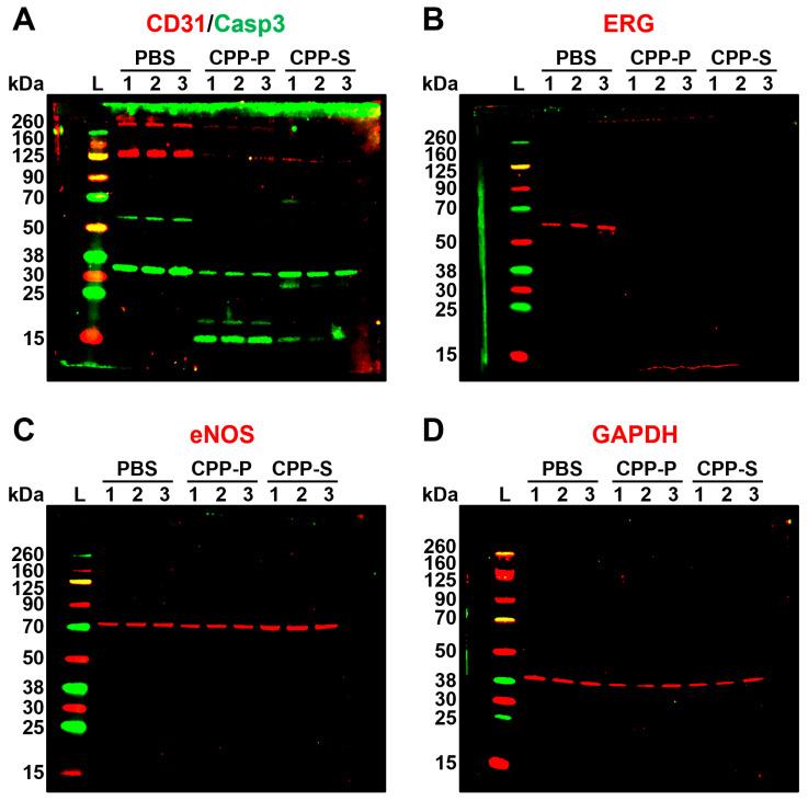 https://cdn.ncbi.nlm.nih.gov/pmc/blobs/8bf9/10816121/6dde22f329bd/jcdd-11-00005-g004.jpg