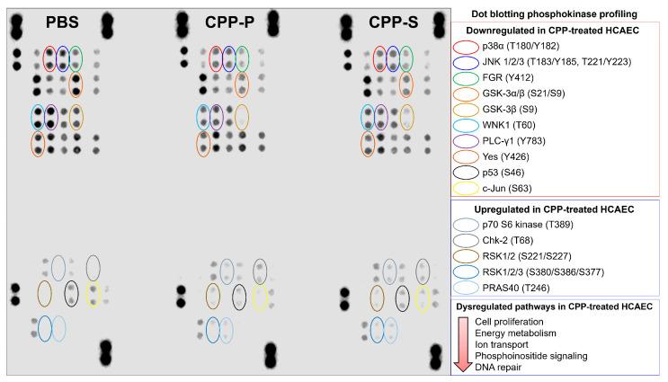 https://cdn.ncbi.nlm.nih.gov/pmc/blobs/8bf9/10816121/fb00b6f04413/jcdd-11-00005-g005.jpg