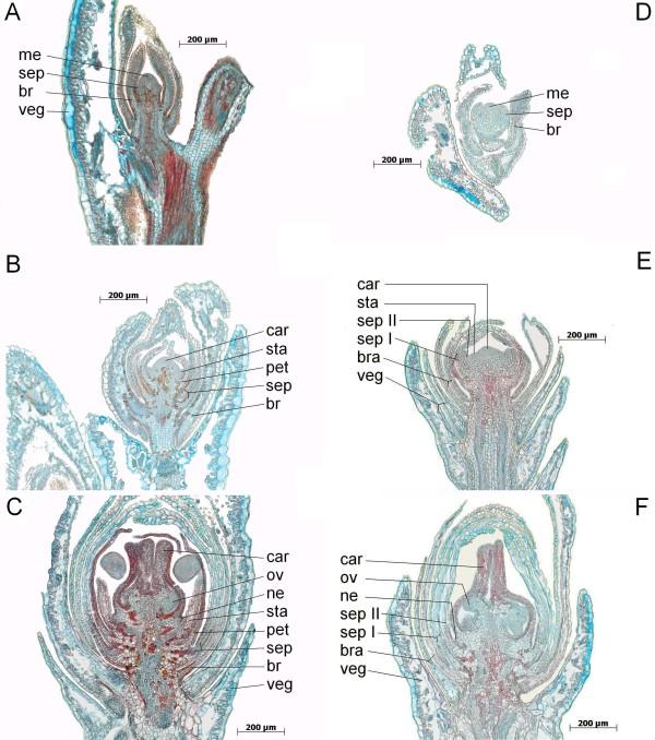 https://cdn.ncbi.nlm.nih.gov/pmc/blobs/8bf9/2803492/e8db44a04403/1471-2229-9-148-6.jpg