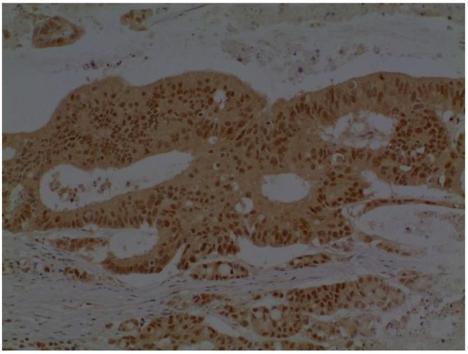 https://cdn.ncbi.nlm.nih.gov/pmc/blobs/8c03/12036241/c3430671a8fd/12885_2025_14195_Fig2_HTML.jpg