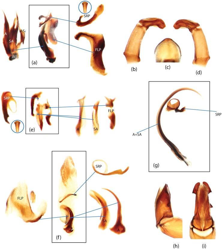 https://cdn.ncbi.nlm.nih.gov/pmc/blobs/8c06/4363793/09822bfe18e2/pone.0116671.g028.jpg