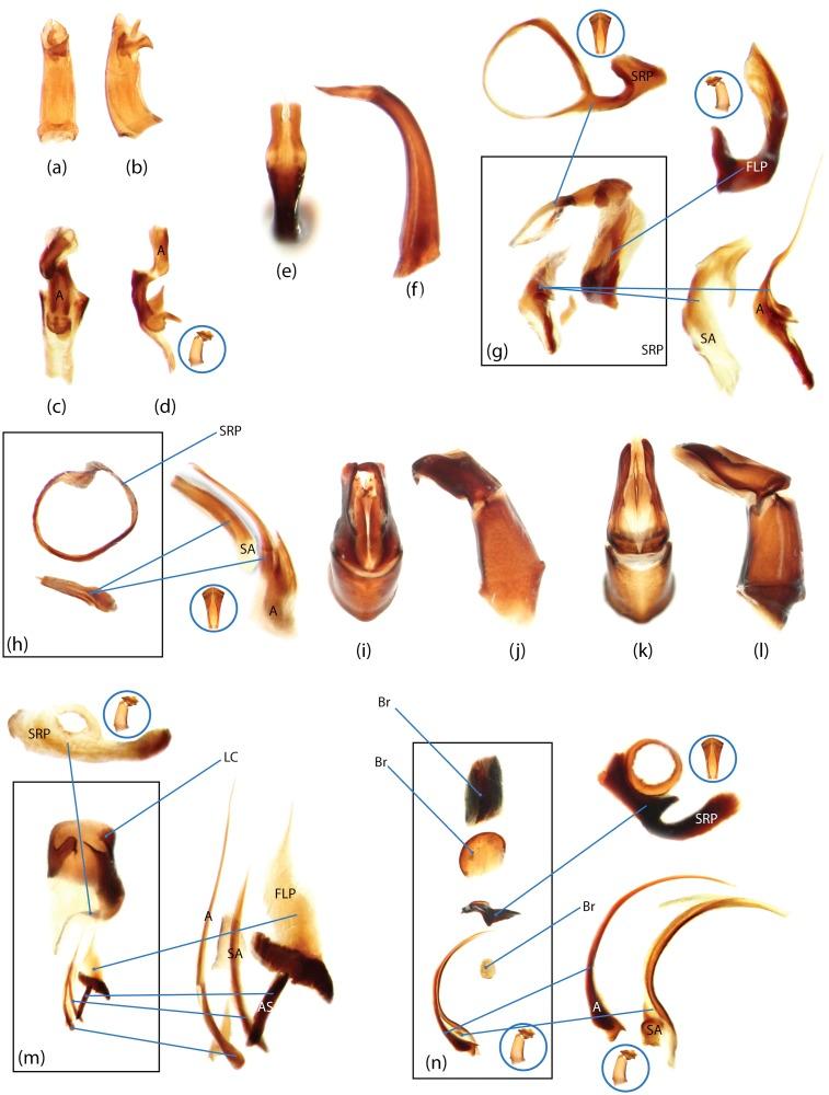 https://cdn.ncbi.nlm.nih.gov/pmc/blobs/8c06/4363793/8455cfd415be/pone.0116671.g017.jpg