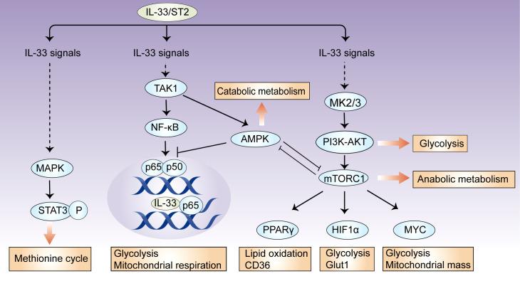 https://cdn.ncbi.nlm.nih.gov/pmc/blobs/8c09/9376228/52be16922ac0/fimmu-13-900826-g001.jpg