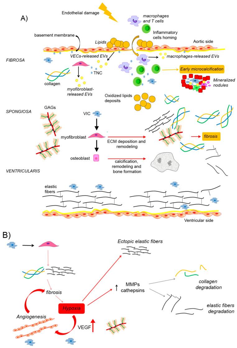 https://cdn.ncbi.nlm.nih.gov/pmc/blobs/8c0c/7831300/241bedcf73d6/ijms-22-00913-g001a.jpg