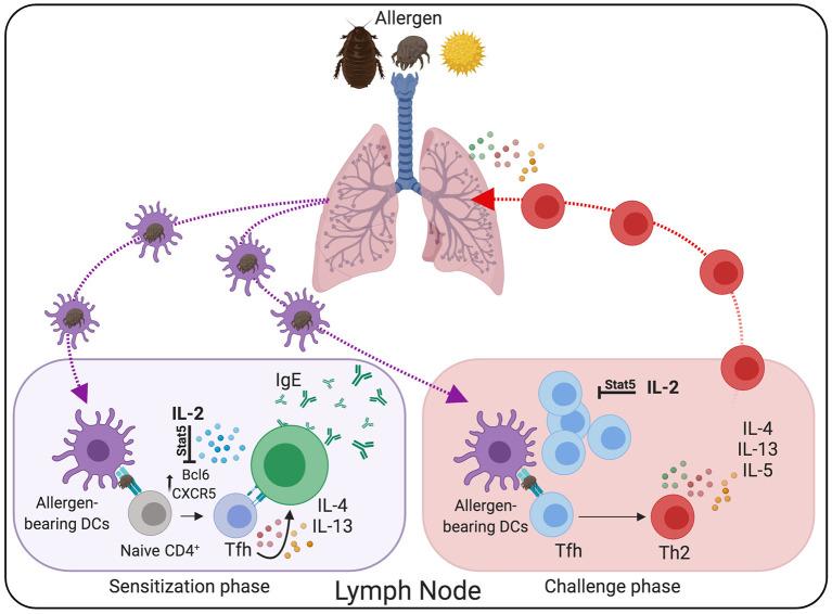 https://cdn.ncbi.nlm.nih.gov/pmc/blobs/8c0f/7902894/12cc9a69fe4e/fimmu-12-637948-g0002.jpg