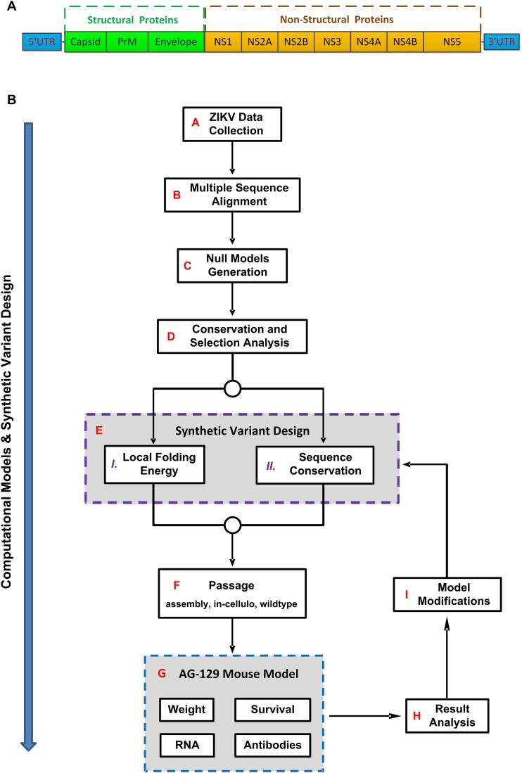 https://cdn.ncbi.nlm.nih.gov/pmc/blobs/8c10/11724363/33b26d9cefe5/gkae1313fig1.jpg