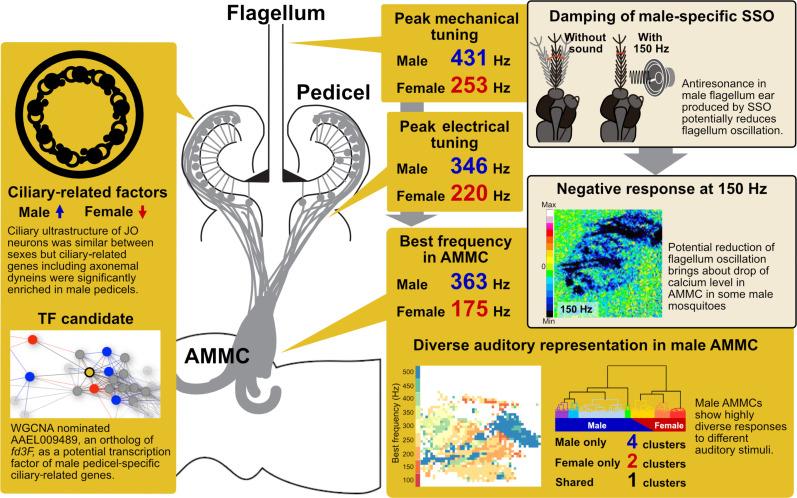 https://cdn.ncbi.nlm.nih.gov/pmc/blobs/8c13/12136032/95ee72cb5b08/sciadv.ads2689-f8.jpg