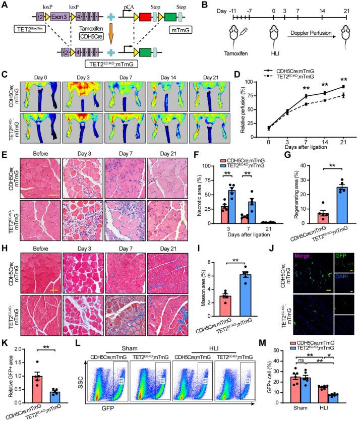https://cdn.ncbi.nlm.nih.gov/pmc/blobs/8c1e/9850815/0246b230a309/13578_2023_960_Fig3_HTML.jpg