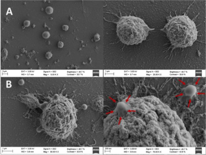 https://cdn.ncbi.nlm.nih.gov/pmc/blobs/8c20/10515484/afe581ba00b8/bc3c00252_0005.jpg