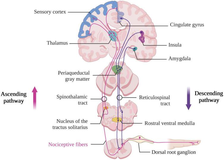 https://cdn.ncbi.nlm.nih.gov/pmc/blobs/8c22/10067681/1904573a3a0c/fnsys-17-1112206-g002.jpg