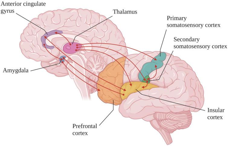 https://cdn.ncbi.nlm.nih.gov/pmc/blobs/8c22/10067681/c18be5e876a3/fnsys-17-1112206-g003.jpg