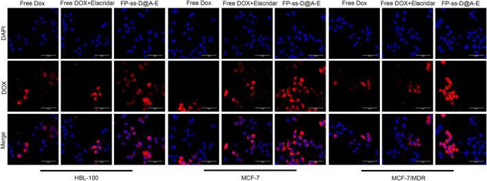 https://cdn.ncbi.nlm.nih.gov/pmc/blobs/8c22/10116014/1122179d62c8/NBT2-17-49-g004.jpg