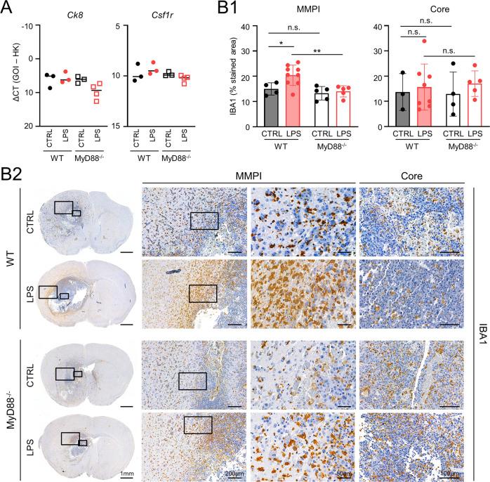https://cdn.ncbi.nlm.nih.gov/pmc/blobs/8c22/9652147/b52af62039e1/41388_2022_2496_Fig5_HTML.jpg