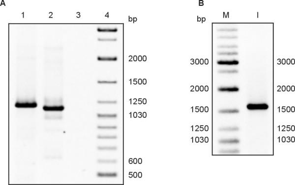 https://cdn.ncbi.nlm.nih.gov/pmc/blobs/8c25/1931599/87c60c676345/1471-2180-7-66-8.jpg