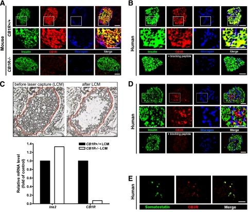 https://cdn.ncbi.nlm.nih.gov/pmc/blobs/8c25/3064093/8996519d3aff/1198fig1.jpg