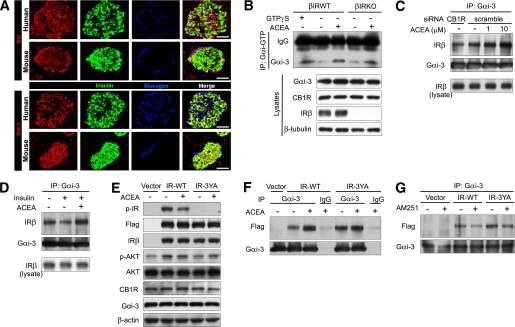 https://cdn.ncbi.nlm.nih.gov/pmc/blobs/8c25/3064093/b438e70129b0/1198fig7.jpg