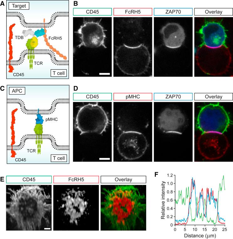 https://cdn.ncbi.nlm.nih.gov/pmc/blobs/8c25/5357723/3069a5a7ddde/gr1.jpg