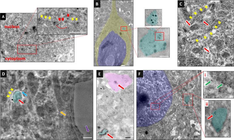 https://cdn.ncbi.nlm.nih.gov/pmc/blobs/8c26/10712196/1427c64dcec1/12974_2023_2977_Fig2_HTML.jpg