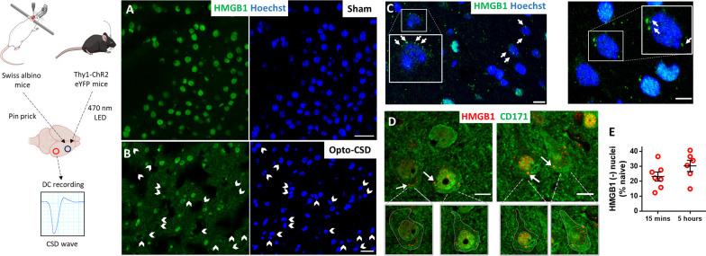 https://cdn.ncbi.nlm.nih.gov/pmc/blobs/8c26/10712196/86b4908b025c/12974_2023_2977_Fig1_HTML.jpg