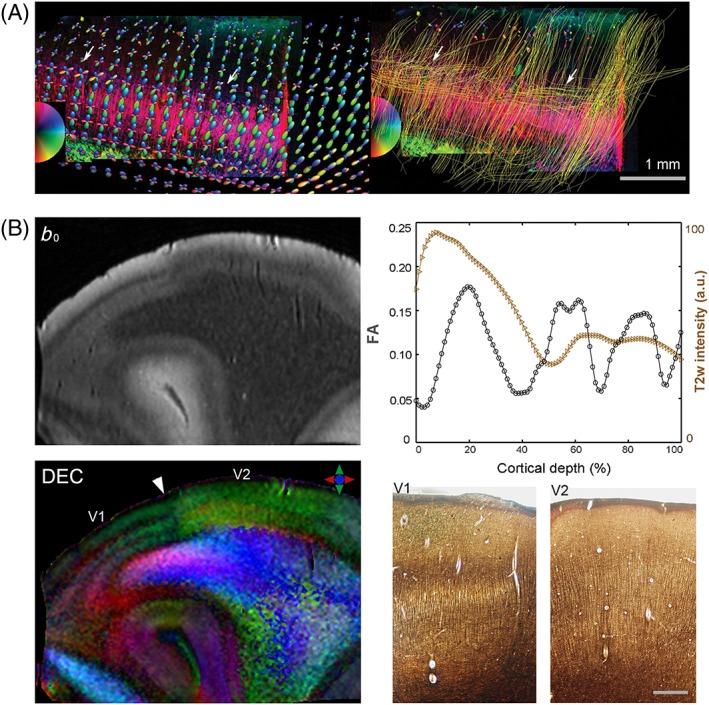 https://cdn.ncbi.nlm.nih.gov/pmc/blobs/8c28/6492287/8e53fad41221/NBM-32-na-g007.jpg