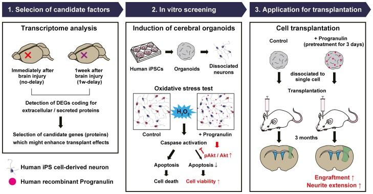 https://cdn.ncbi.nlm.nih.gov/pmc/blobs/8c2a/11555480/a84504c31f72/szae066_fig8.jpg